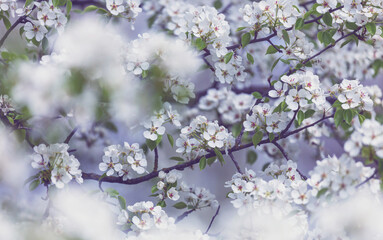 Canvas Print - Blossoming tree