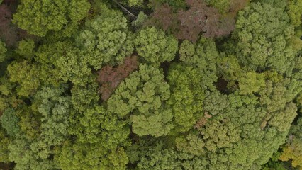 Canvas Print - Revealing birds eye view of Fall foliage in Northwest Arkansas landscape during Autumn season - 4K Drone