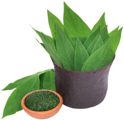 Wall Mural - Medicinal pigeon pea leaves with ground paste