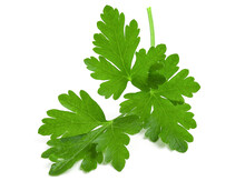 Branch of fresh green parsley isolated on white background.