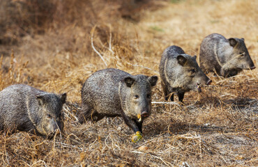 Wild boar