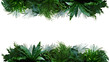 Green leaves of tropical plants bush (Monstera, palm, fern, rubber plant, pine, birds nest fern) foliage floral arrangement nature frame backdrop