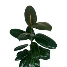 Rubber Fig Or Rubber Tree Plant (Ficus Elastica) With Shiny Dark Green Leaves Popular Indoors Garden Houseplant