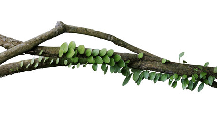 Wall Mural - Tropical rainforest Dragon scale fern (Pyrrosia piloselloides) epiphytic creeping plant with round fleshy green leaves growing on jungle liana vine plant