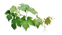 Grape Leaves Vine Branch With Tendrils And Young Leaves After Rain In Vineyard, Green Leaves Vine Plant Or Grapevines With Raindrops