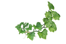 Variegated Pumpkin Leaves Hanging Vine Plant With Flowers And Tendrils