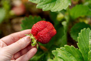 Wall Mural - Gardening and agriculture concept. Woman farm worker hand harvesting red ripe strawberry in garden. Woman picking strawberries berry fruit in field farm. Eco healthy organic home grown food concept.