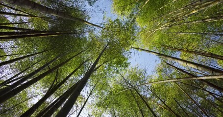 Wall Mural - moving shot sunlight shining through bamboo forest canopy