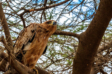 tawny eagle (aquila rapax) on a tree in serengeti national park, tanzania