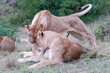 Lionesses nuzzle in the Maasai Mara, Kenya