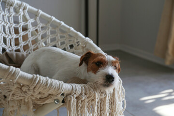 Wall Mural - Sleepy wire haired jack russell terrier puppy lying in the rope papasan chair. Small rough coated doggy falling asleep on weaved armchair at home. Close up, copy space, background