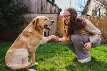 Wall Mural - A young girl student is petting and feeding and playing with her pet dog labrador in backyard 