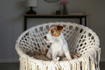 Wall Mural - Young wire haired jack russell terrier sitting in the rope papasan chair. Small rough coated doggy on weaved armchair at home. Close up, copy space, background