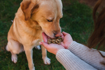 Wall Mural - A young girl student is petting and feeding and playing with her pet dog labrador in backyard 