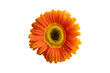 orange flower from above on a white isolated background.