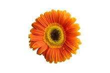 Orange Flower From Above On A White Isolated Background.
