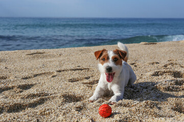 Wall Mural - Funny looking jack russell terrier puppy playing with rubber ball at the beach. Adorable broken coated doggy with a chew toy by the sea. Copy space, background.