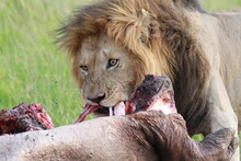 Portrait Of A Lion Chewing On His Hippo Kill