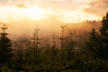 Wall Mural - foggy evening landscape in Carpathian Mountains, Ukraine.