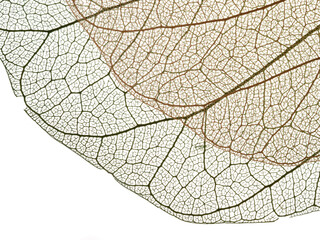 Wall Mural - leaves skeletons with veins and cells macro photograph
