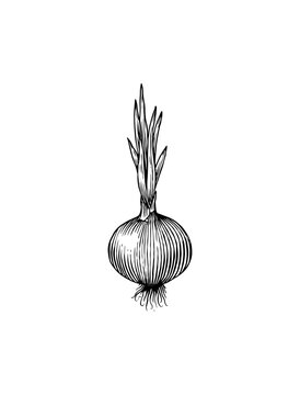 Fototapete - Onion bulb. Hand drawn with ink in vintage style. Linear graphic outline design. Detailed vegetarian food. Vector illustration for label, poster, print