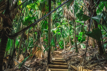 Wall Mural - Man exploring a rainforest in Praslin island