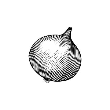 Fototapete - Onion bulb. Hand drawn with ink in vintage style. Linear graphic outline design. Detailed vegetarian food. Vector illustration for label, poster, print