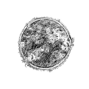 Fototapete - Sun. Star in the solar system. Astronomical galaxy space. Engraved hand drawn in old sketch, vintage style for label.