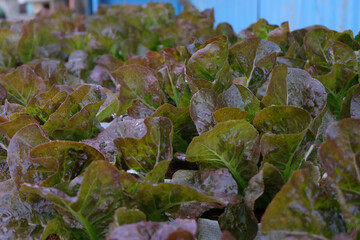 Wall Mural - Fresh organic red cos lettuce growing on a natural farm.