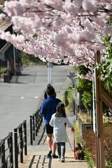 Sticker - Cherry blossoms in full bloom. Scenery of spring in Japan. Seasonal background material