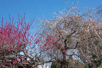 Wall Mural - Full blooming of Japanese apricot (Prunus mume) at Tsukigase, Nara, Japan in March