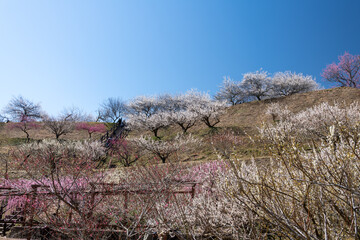 Sticker - Full blooming of Japanese apricot (Prunus mume) at Tsukigase, Nara, Japan in March