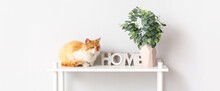 Cute Funny Cat With Eucalyptus Branches In Vase On Shelf Near Light Wall