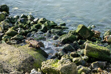 Algae Covered Rocks On The Riverbank