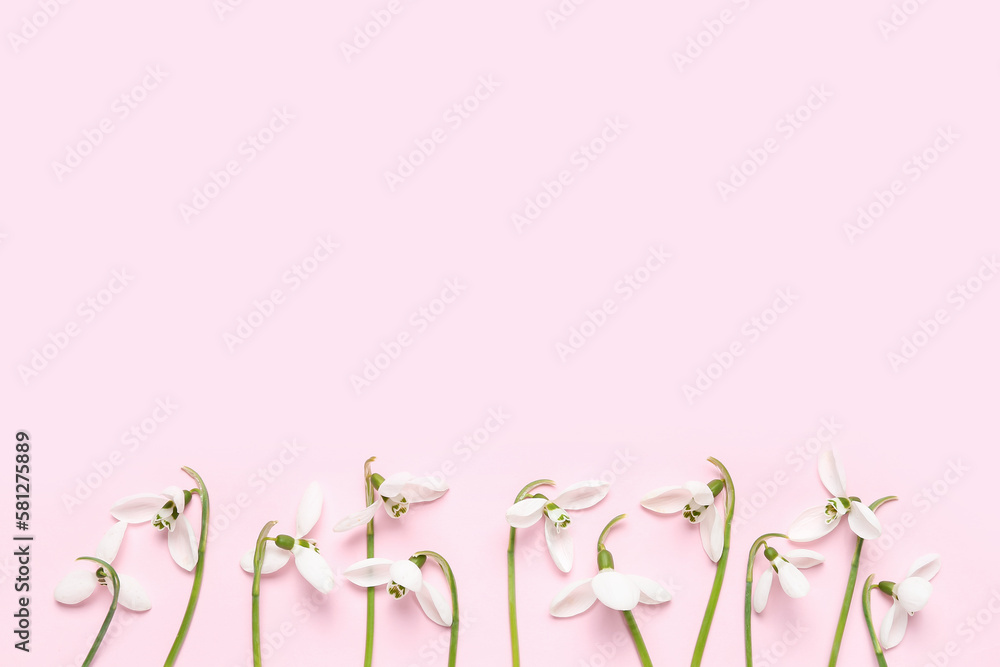 Blooming snowdrops on pink background