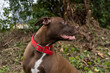 profil d'un chien en extérieur avec un collier rouge