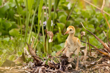 Wall Mural - A baby sandhill crane (Antigone canadensis) in Sarasota County, Florida