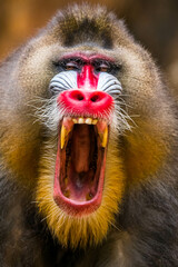 Wall Mural - The mandrill (Mandrillus sphinx) are the wolrd's largest monkeys. They are also the most colourful primates