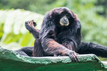 Wall Mural - The siamang is an arboreal, black-furred gibbon native to the forests of Indonesia, Malaysia, and Thailand