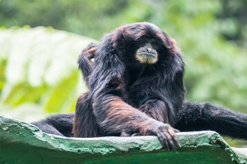 Wall Mural - The siamang is an arboreal, black-furred gibbon native to the forests of Indonesia, Malaysia, and Thailand