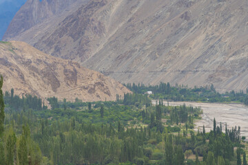 Forest trees in Karakoram high mountain hills. Nature landscape background, Skardu-Gilgit, Pakistan. Travel on holiday vacation.