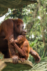 Wall Mural - Orangutans are great apes native to the rainforests of Indonesia and Malaysia. They are now found only in parts of Borneo and Sumatra