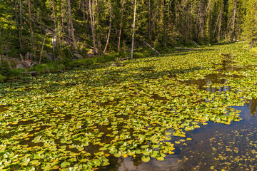 Sticker - Pond with yellow water lilies in Yellowstone National Park.