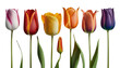 Spring Enchantment: A Charming Collection of Tulips in Bold Red, Soft Pink, and Radiant Yellow