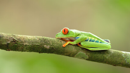 Wall Mural - a red-eyed tree frog with its eyes open at a garden