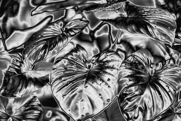 Silver leaves, water drops background, silver flower leaf texture, gray metal tropical foliage backdrop, monochrome metallic floral branch pattern, abstract black white plant ornament, art wallpaper