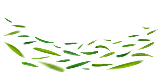 Wall Mural - green leaves flying in the air isolated on background.