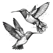 Two Flying Colibri Birds, Isolated In White Background, Vector Illustration.