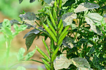 Poster - Cluster beans or gawar phali(guar) plant in field,cyamopsis tetragonoloba