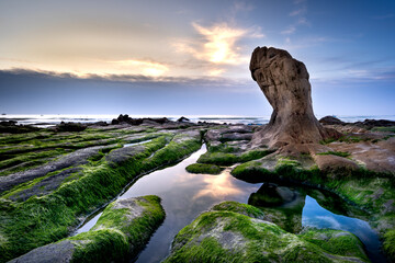 Wall Mural - At a season of year at dawn, the stones in the Co Thach coast were fully covered with moss and seaweed. That coast is located in Tuy Phong, Binh Thuan province, Vietnam